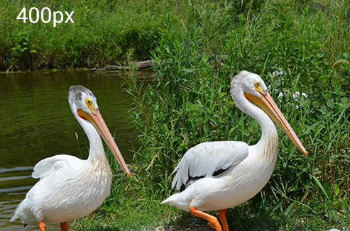 Two pelicans next to a river bed.