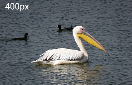 A pelican in the lake